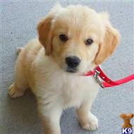 golden retriever puppy posted by brendajane38