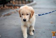 golden retriever puppy posted by brendajane38