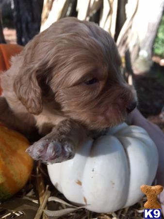 Labradoodle puppy for sale