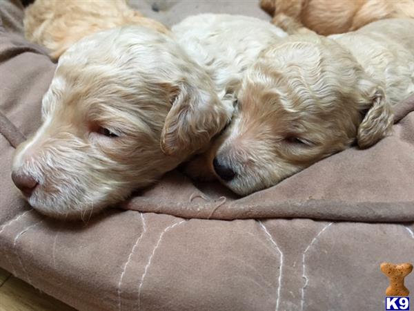 Labradoodle puppy for sale