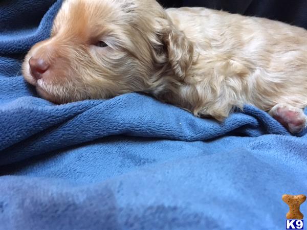 Labradoodle puppy for sale