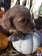 Labradoodle puppy for sale: Light brown Labradoodle puppy resting on a white pumpkin