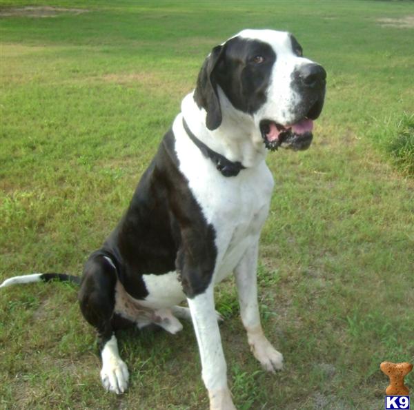 Great Dane stud dog