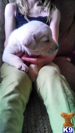 labrador retriever puppy posted by brendanwright