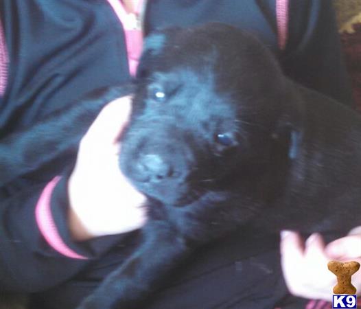 labrador retriever puppy posted by brendanwright