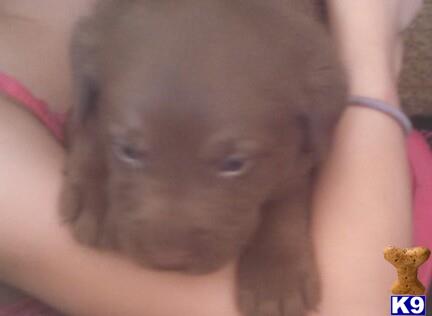 labrador retriever puppy posted by brendanwright