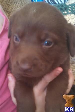 labrador retriever puppy posted by brendanwright