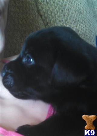 labrador retriever puppy posted by brendanwright