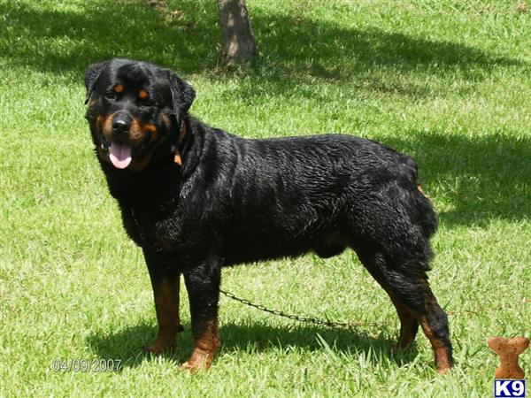 Rottweiler