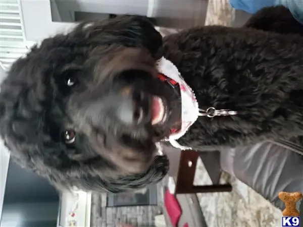 Goldendoodles female dog: Black Goldendoodle with curly coat, smiling indoors
