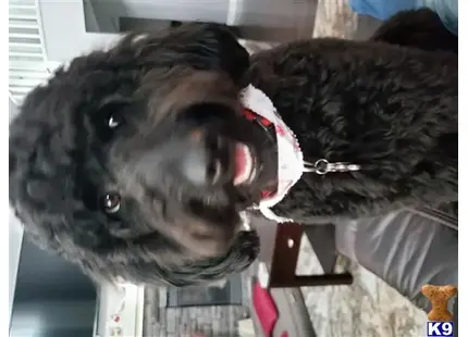 Goldendoodles