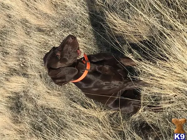 German Shorthaired Pointer