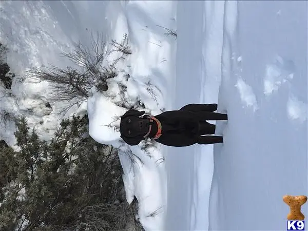 German Shorthaired Pointer stud dog