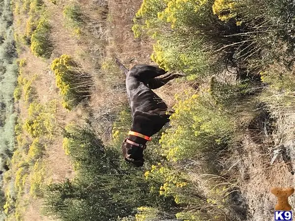 German Shorthaired Pointer stud dog