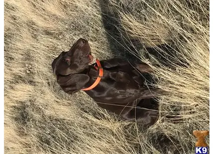 German Shorthaired Pointer