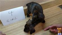 mountain view cur puppy posted by brentdrake