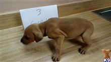mountain view cur puppy posted by brentdrake