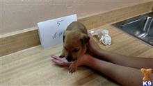 mountain view cur puppy posted by brentdrake