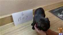 mountain view cur puppy posted by brentdrake