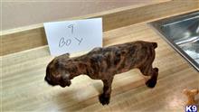 mountain view cur puppy posted by brentdrake