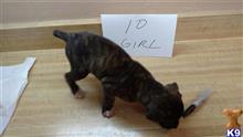 mountain view cur puppy posted by brentdrake