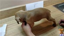 mountain view cur puppy posted by brentdrake