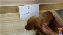 mountain view cur puppy posted by brentdrake