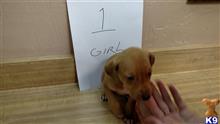 mountain view cur puppy posted by brentdrake