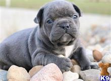 french bulldog puppy posted by brentsimpson