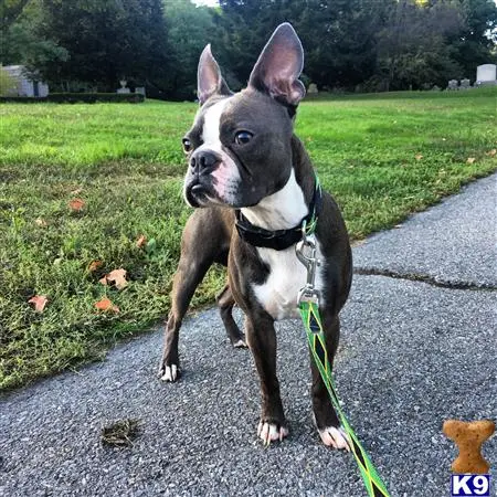 Boston Terrier stud dog