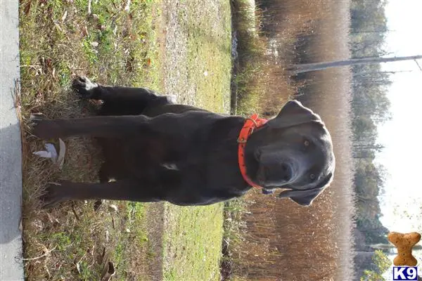 Labrador Retriever stud dog