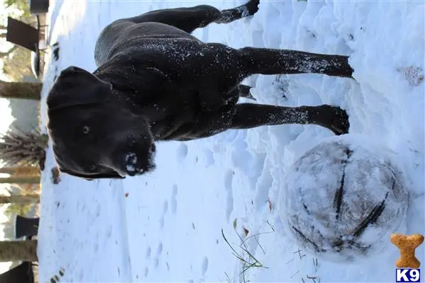 Labrador Retriever stud dog