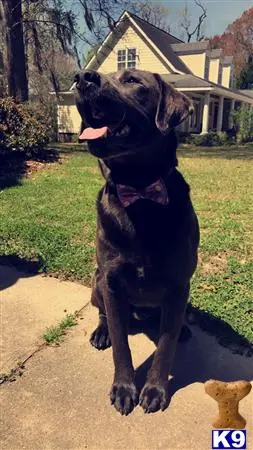 Labrador Retriever stud dog