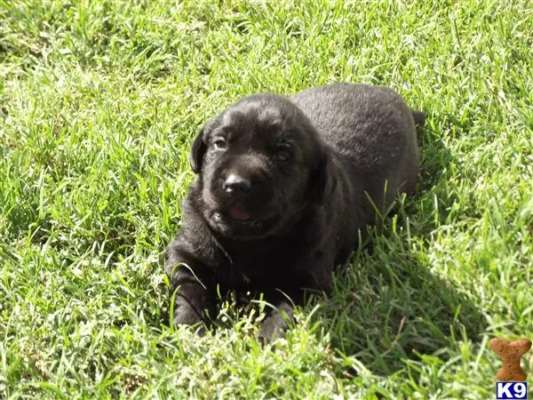 Labrador Retriever puppy for sale