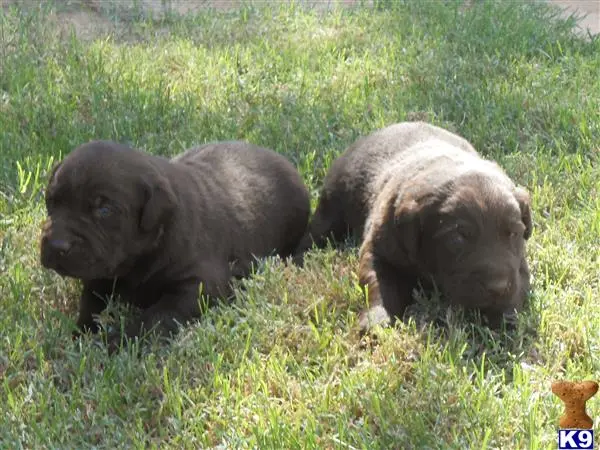 Labrador Retriever puppy for sale