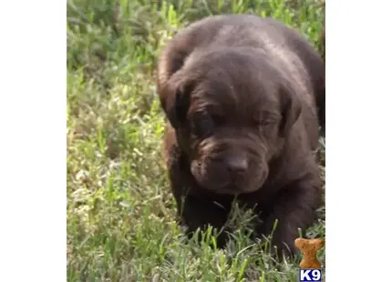 Labrador Retriever