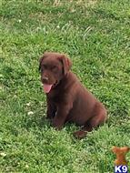 labrador retriever puppy posted by brettmorton23