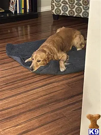 Golden Retriever stud dog