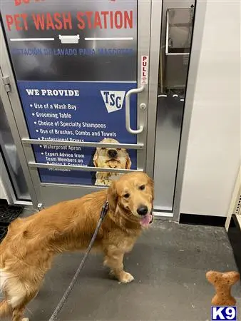 Golden Retriever stud dog