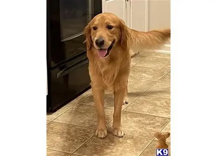 Golden Retriever