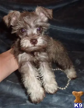 Miniature Schnauzer puppy for sale