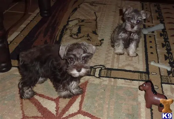 Miniature Schnauzer puppy for sale