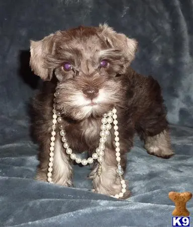 Miniature Schnauzer puppy for sale