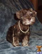 miniature schnauzer puppy posted by brg33