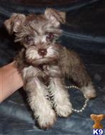 miniature schnauzer puppy posted by brg33
