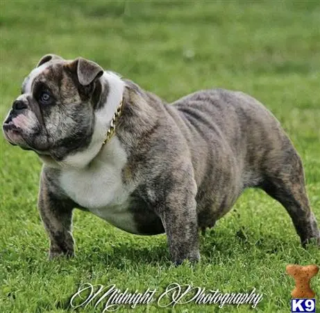 English Bulldog stud dog