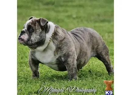 English Bulldog