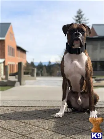 Boxer stud dog