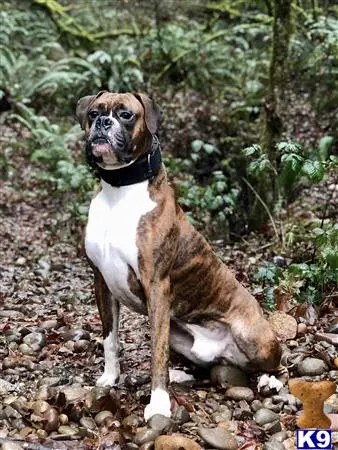 Boxer stud dog