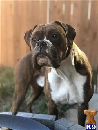 Boxer stud dog